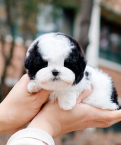 Alternative view of Poodle - Onna (Female)