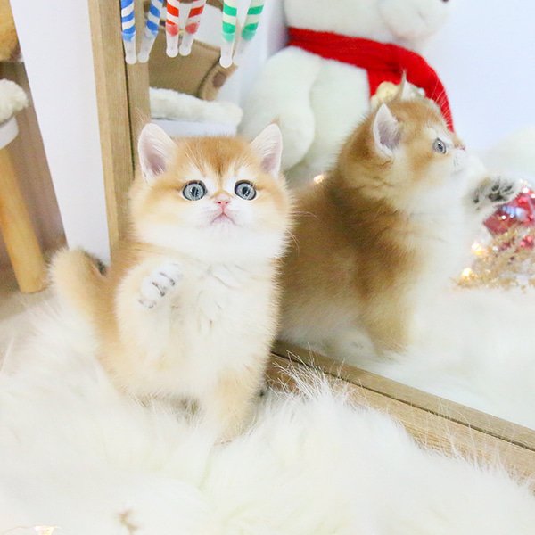 British Shorthair - Godam (Male) - Image 5