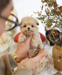 Maltipoo - Angkko (Female)