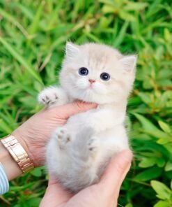 BritishShorthair - Happy (Female)