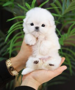 Maltese - Ddua (Female)