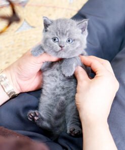 Alternative view of British Shorthair - Dyuo (Female)