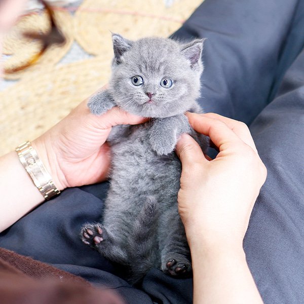 British Shorthair - Dyuo (Female) - Image 2