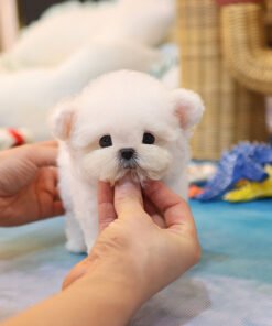 Alternative view of Bichonfrise - Aring (Female)