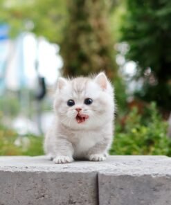 Munchkin - Rough (Male)