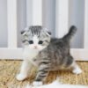 Scottish Fold - Kango