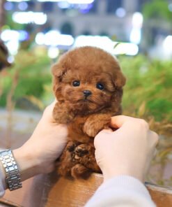 Alternative view of Poodle - Beacca (Female)