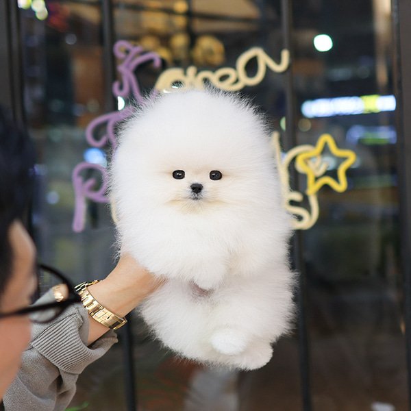 Pomeranian - Sarung (Male) - Image 5