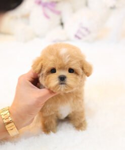 Maltipoo - Boni (Female)