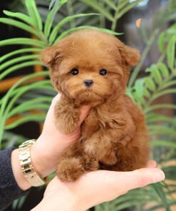 Poodle - Pongsang (Male)