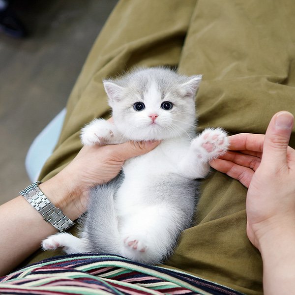 British Shorthair - Nico (Female) - Image 3