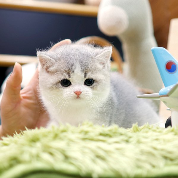 British Shorthair - Nico (Female) - Image 5