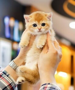 Alternative view of Munchkin - Boran (Female)