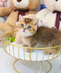 Munchkin - Noah (Male)