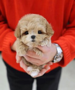Alternative view of Maltipoo - Charu (Male)
