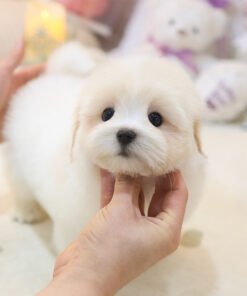 Coton De Tulear - Kongmul (Male)