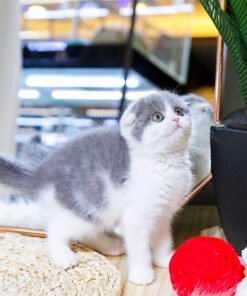 Scottish Fold - Domi