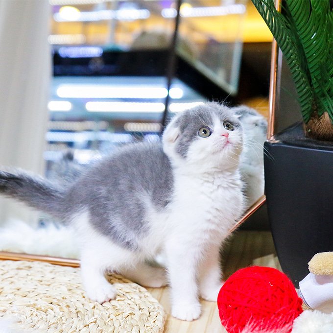 Scottish Fold - Domi