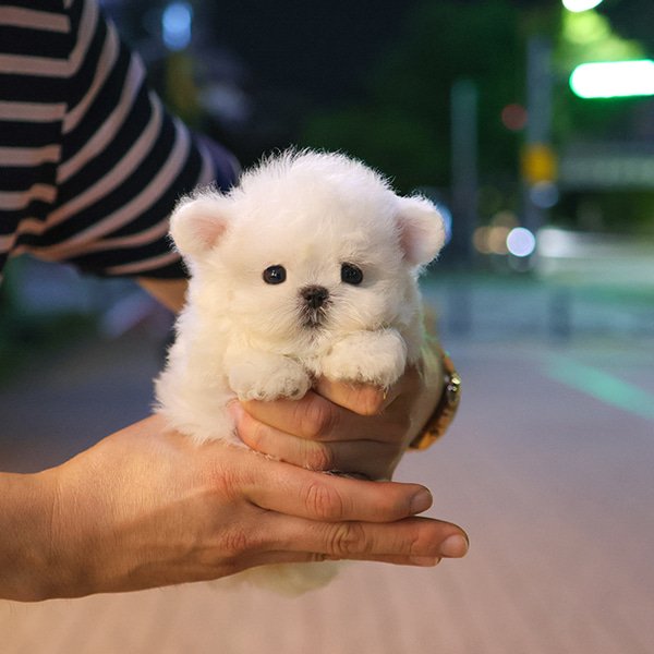 Bichon Frise - Harin (Female) - Image 5
