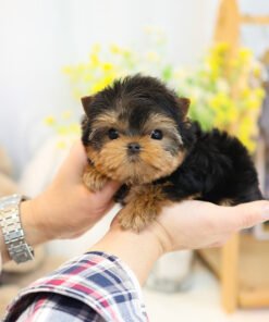 Yorkshire Terrier - Abel (Male)
