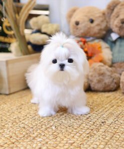 Alternative view of Maltese - Koni (Male)