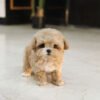 Maltipoo - Charu (Male)