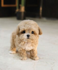 Maltipoo - Charu (Male)