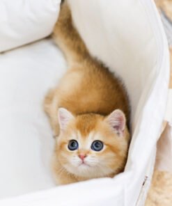 Munchkin - Boran (Female)