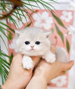 British Shorthair - Ieo (Male)